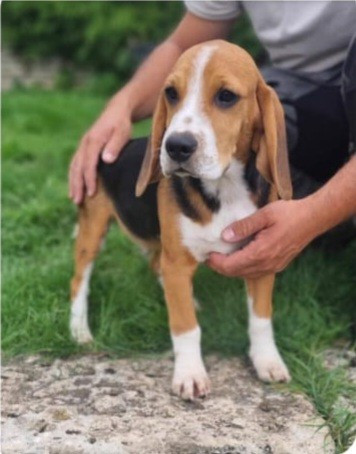 Angelo De La Côte Chantreux